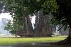 Bogor